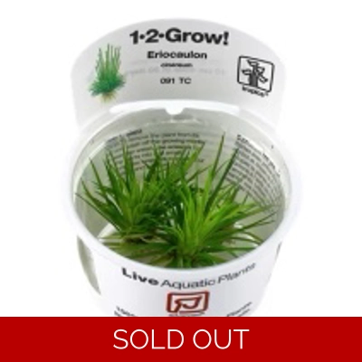 Eriocaulon cinereum 1-2-Grow